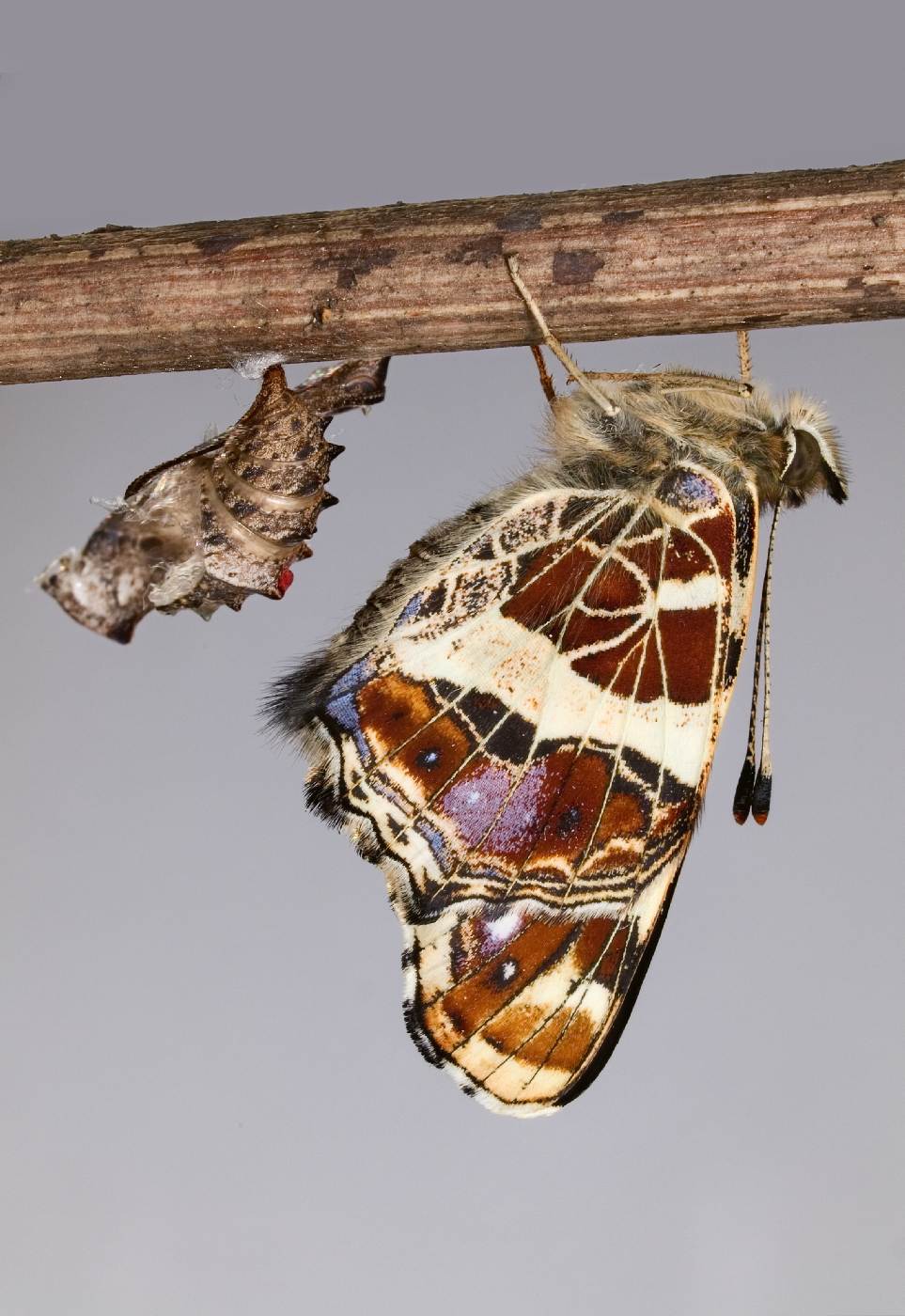 17.2.2026 novoluní ve Vodnáři v přípravě